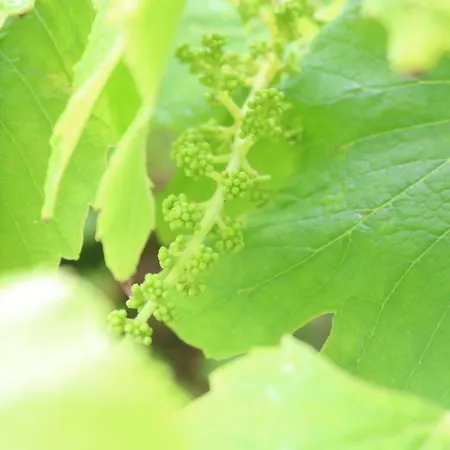 Goat Islands View 3* 英雄港