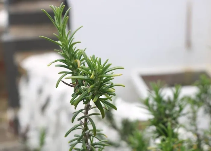 ホテル Goat Islands View アングラ・ド・エロイーズモ