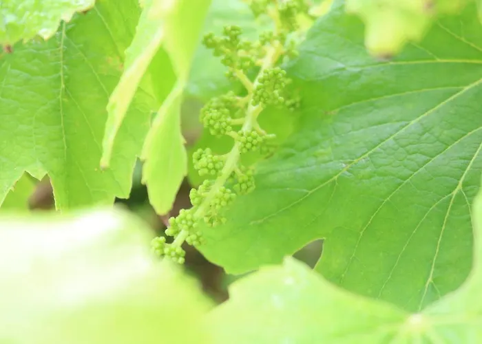 Goat Islands View 3* Angra do Heroísmo